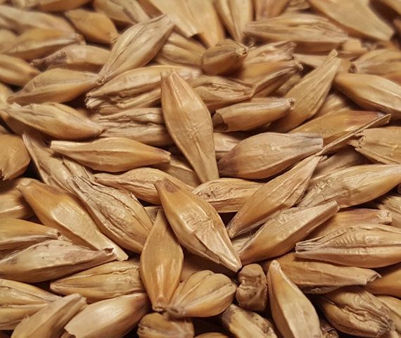 Barley-Seeds