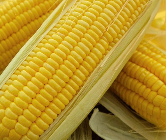 Yellow-Corn