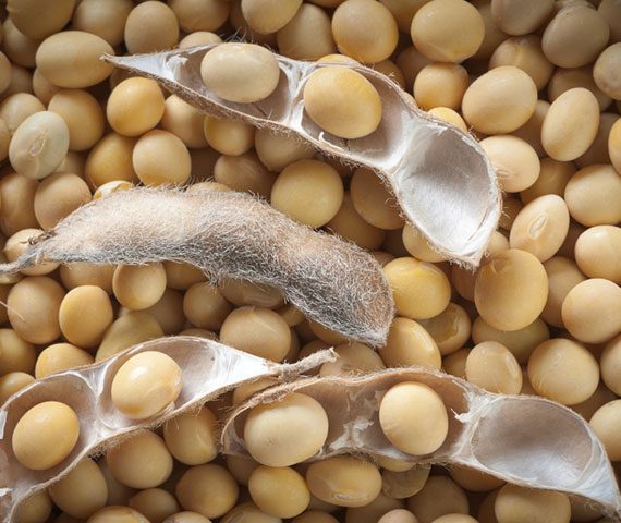 soybeans