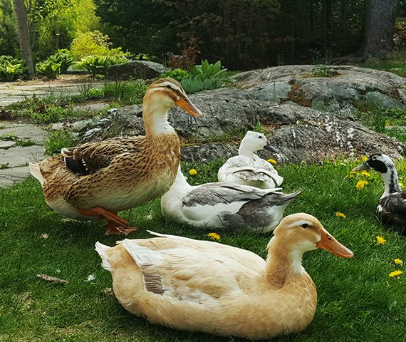 Ducks