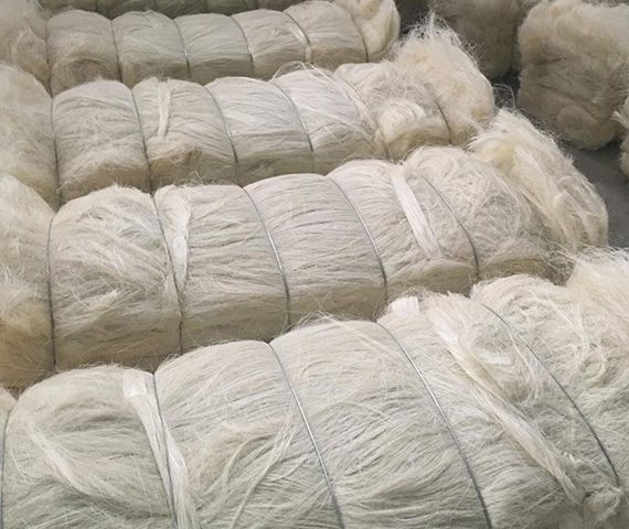 Sisal-Fibre